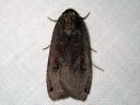 Noctua_pronuba_isomorsiusyokkonen_IMG_6916.jpg