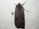 Noctua_pronuba_isomorsiusyokkonen_IMG_7967.jpg