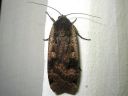 Noctua_pronuba_isomorsiusyokkonen_IMG_8025.jpg