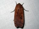 Noctua_pronuba_isomorsiusyokkonen_IMG_8375.jpg