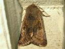 Orthosia_gothica_f_gothicina_tunnusraitayokkonen_IMG_2246.jpg