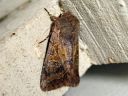 Orthosia_gothica_f_gothicina_tunnusraitayokkonen_IMG_2282.jpg