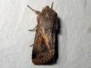 Orthosia_gothica_f_gothicina_tunnusraitayokkonen_IMG_3346.jpg