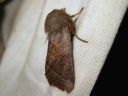 Orthosia_gothica_f_gothicina_tunnusraitayokkonen_IMG_9847.jpg