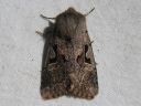 Orthosia_gothica_tunnusraitayokkonen_IMG_0951.jpg