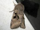 Orthosia_gothica_tunnusraitayokkonen_IMG_3531.jpg