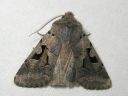 Orthosia_gothica_tunnusraitayokkonen_IMG_3727.jpg