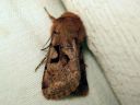 Orthosia_gothica_tunnusraitayokkonen_IMG_9242.jpg