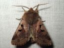 Orthosia_gothica_tunnusraitayokkonen_IMG_9244.jpg