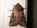 Orthosia_gothica_tunnusraitayokkonen_IMG_9917.jpg