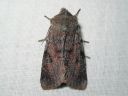 Orthosia_incerta_isoraitayokkonen_IMG_2188.jpg