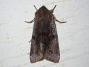 Orthosia_incerta_isoraitayokkonen_IMG_2782.jpg