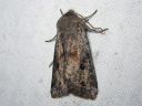 Orthosia_incerta_isoraitayokkonen_IMG_4227.jpg