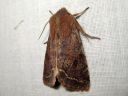 Orthosia_incerta_isoraitayokkonen_IMG_9243.jpg