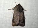 Orthosia_populeti_haaparaitayokkonen_IMG_2309.jpg