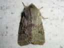 Orthosia_populeti_haaparaitayokkonen_IMG_3872.jpg