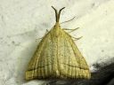 Polypogon_tentacularius_female_hapsiyokkonen_naaras_IMG_1383.jpg