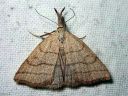 Polypogon_tentacularius_female_hapsiyokkonen_naaras_IMG_9607.jpg