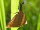 Polypogon_tentacularius_female_hapsiyokkonen_naaras_IMG_9978.jpg