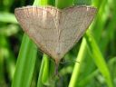 Polypogon_tentacularius_male_hapsiyokkonen_koiras_IMG_5384.jpg