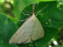 Polypogon_tentacularius_male_hapsiyokkonen_koiras_IMG_9398.jpg