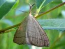 Polypogon_tentacularius_male_hapsiyokkonen_koiras_IMG_9988.jpg