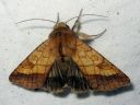 Pyrrhia_umbra_keltajaloyokkonen_IMG_5691.jpg