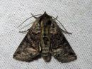 Tiedostonimi=Abrostola_tripartita_kirjosuomuyokkonen_IMG_8883.jpg
Tiedostokoko=112kt
Koko=600x450
Lisätty=04.02.2017 Abrostola_tripartita_kirjosuomuyokkonen_IMG_8883.jpg