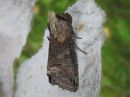 Tiedostonimi=Abrostola_triplasia_lyijysuomuyokkonen_IMG_0097.jpg
Tiedostokoko=69kt
Koko=600x450
Lisätty=07.04.2018 Abrostola_triplasia_lyijysuomuyokkonen_IMG_0097.jpg