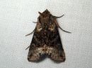 Tiedostonimi=Abrostola_triplasia_lyijysuomuyokkonen_IMG_1673.jpg
Tiedostokoko=69kt
Koko=600x450
Lisätty=06.02.2017 Abrostola_triplasia_lyijysuomuyokkonen_IMG_1673.jpg