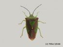 Acanthosoma_haemorrhoidale_tuomilude_2_7_2014~0.jpg