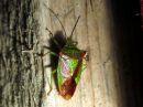 Acanthosoma_haemorrhoidale_tuomilude_IMG_2780.JPG