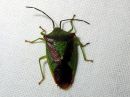 Acanthosoma_haemorrhoidale_tuomilude_IMG_2801.JPG