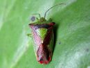 Acanthosoma_haemorrhoidale_tuomilude_IMG_5797.JPG