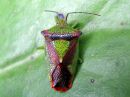 Acanthosoma_haemorrhoidale_tuomilude_IMG_5807.JPG