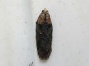 Acleris_abietana_kuusitalvikaariainen_IMG_0614.jpg