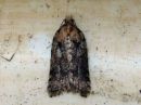 Acleris_abietana_kuusitalvikaariainen_IMG_0631.jpg