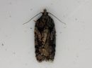 Acleris_abietana_kuusitalvikaariainen_IMG_1356.jpg