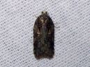 Acleris_abietana_kuusitalvikaariainen_IMG_1413.jpg