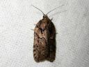 Acleris_abietana_kuusitalvikaariainen_IMG_2787.JPG