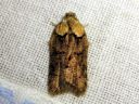 Acleris_abietana_kuusitalvikaariainen_IMG_3057.JPG