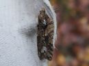 Acleris_abietana_kuusitalvikaariainen_IMG_3558.jpg