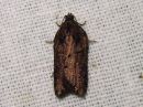 Acleris_abietana_kuusitalvikaariainen_IMG_4900.jpg