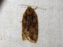 Acleris_abietana_kuusitalvikaariainen_IMG_4912.JPG