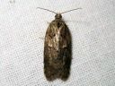 Acleris_abietana_kuusitalvikaariainen_IMG_5317.JPG