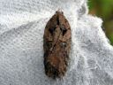 Acleris_abietana_kuusitalvikaariainen_IMG_6306.JPG