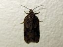 Acleris_abietana_kuusitalvikaariainen_IMG_6321.JPG