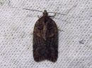 Acleris_abietana_kuusitalvikaariainen_IMG_7397.jpg