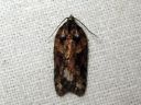 Acleris_abietana_kuusitalvikaariainen_IMG_7630.JPG