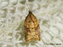 Acleris_aspersana_niittytalvikaariainen_23_8_2014.jpg